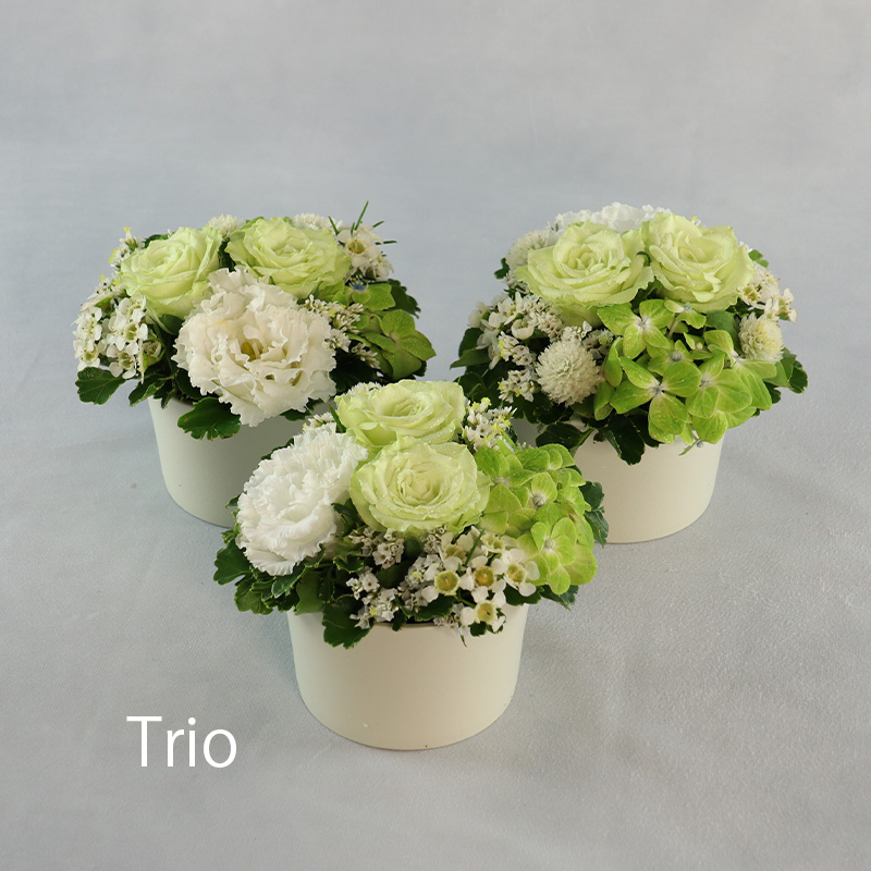 トリオ（受取）