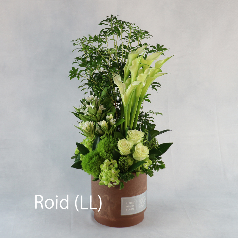 ロイド_LL（受取）